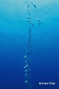 "Longline-Formation" :-D - Never before I saw the Bigmout... by Andre Philip 